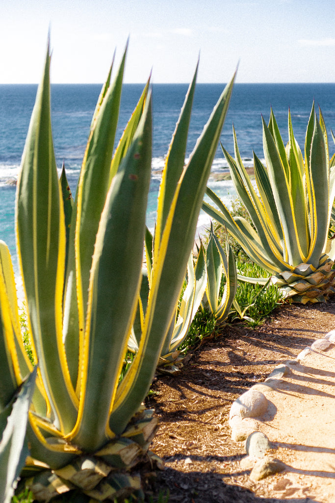 "ALOES BY THE SEA"