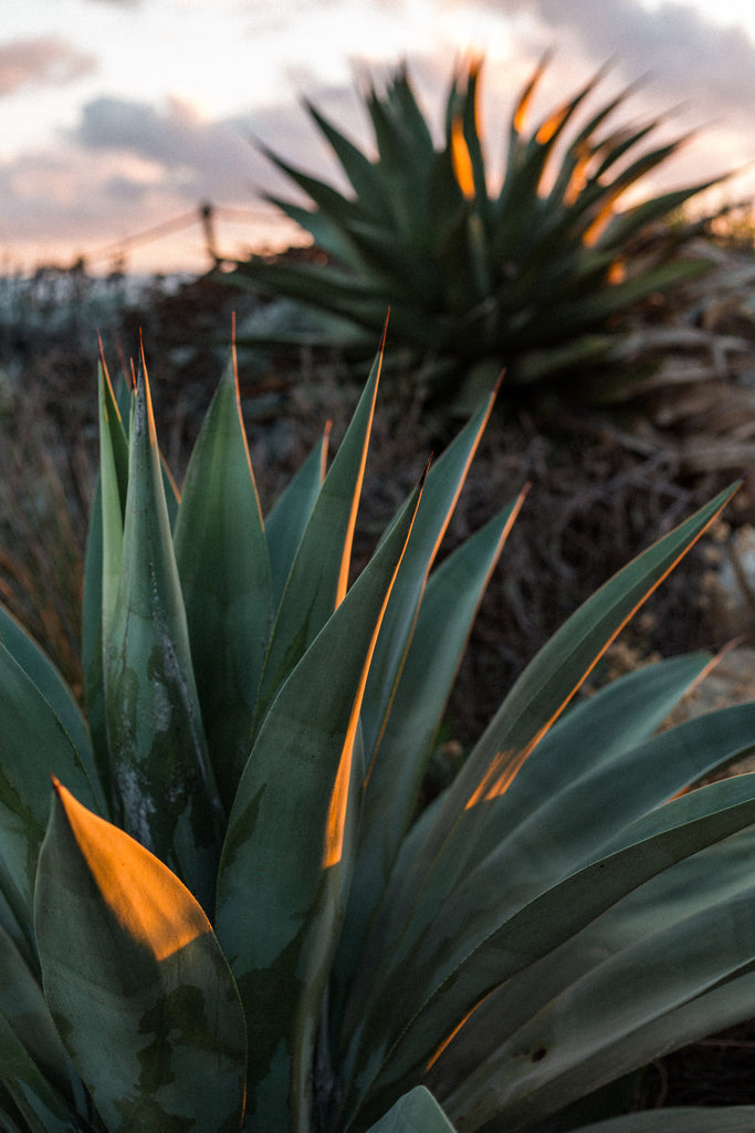 "SUNSET ALOES"