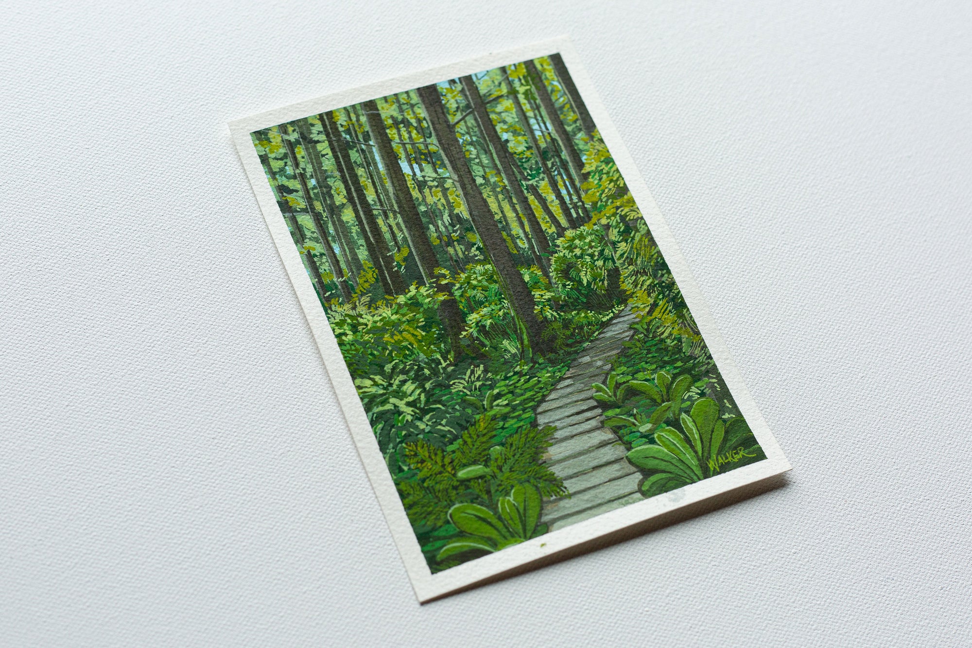 "AFTER THE RAIN" STUDY