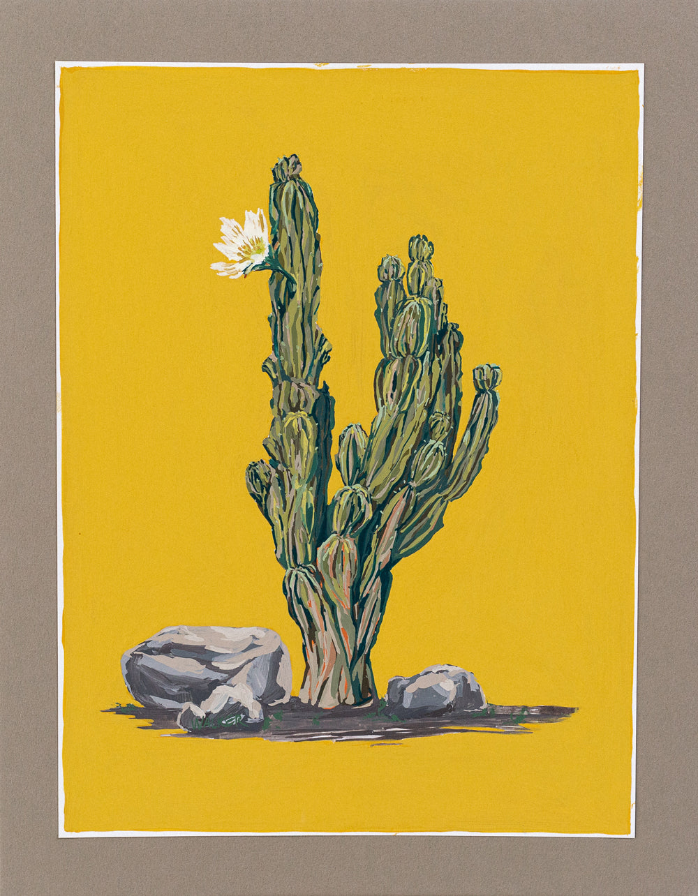 "PERUVIAN APPLE CACTUS"