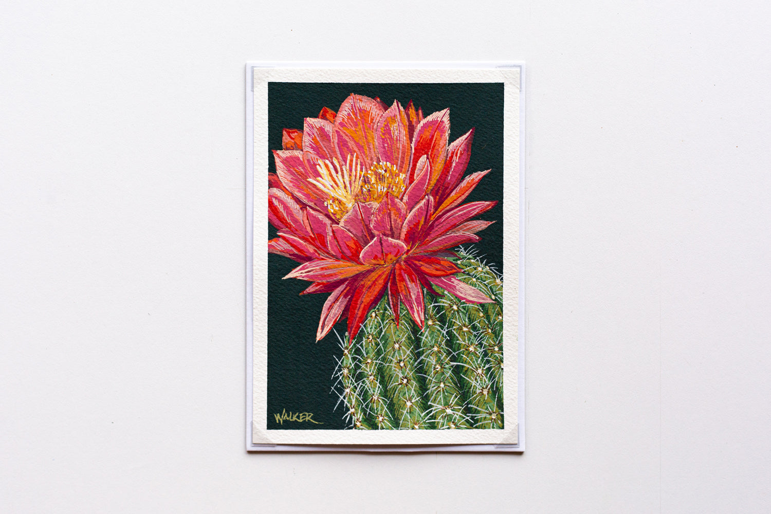 "BIG PINK BLOOM" STUDY