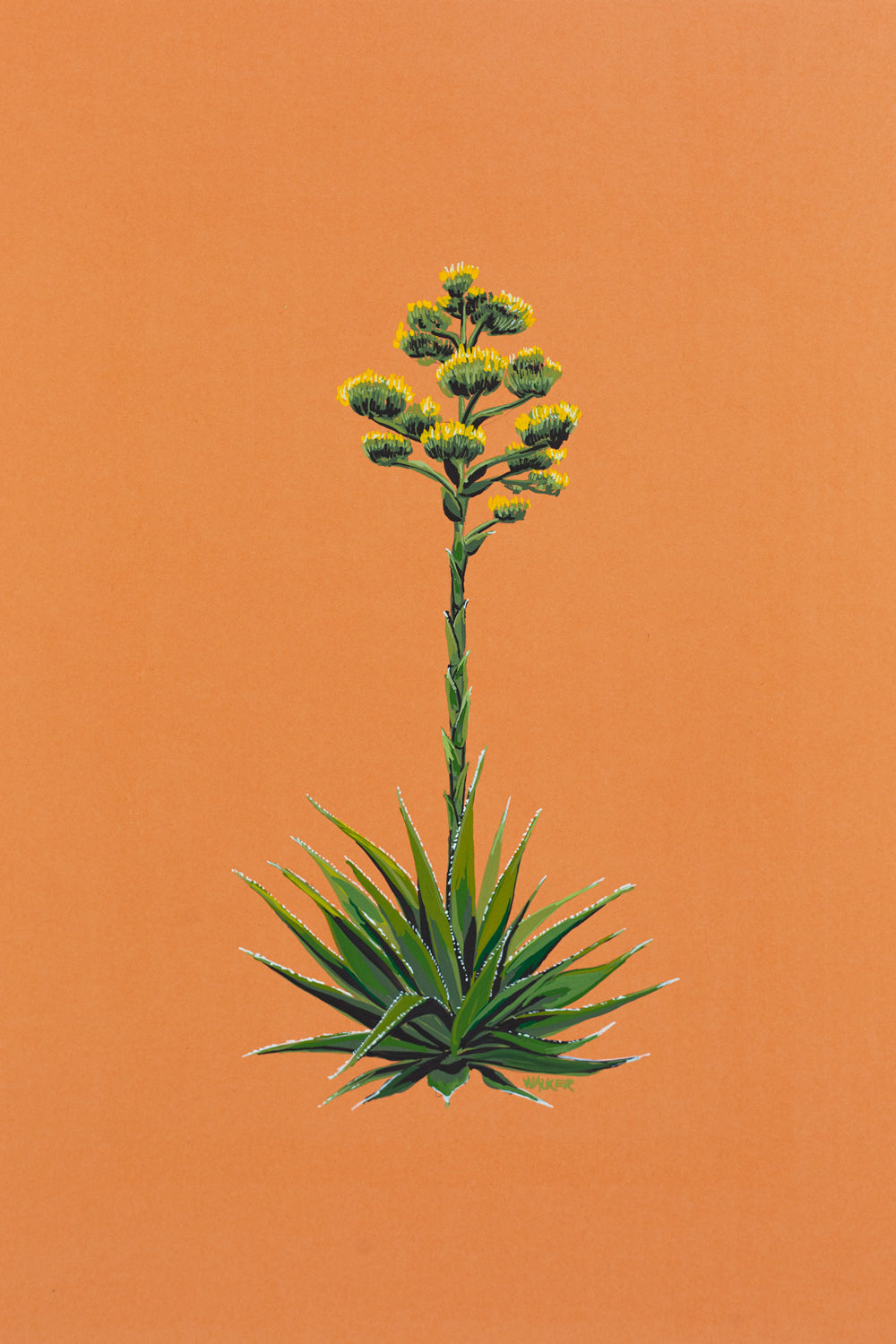 "BLOOMING AGAVE"