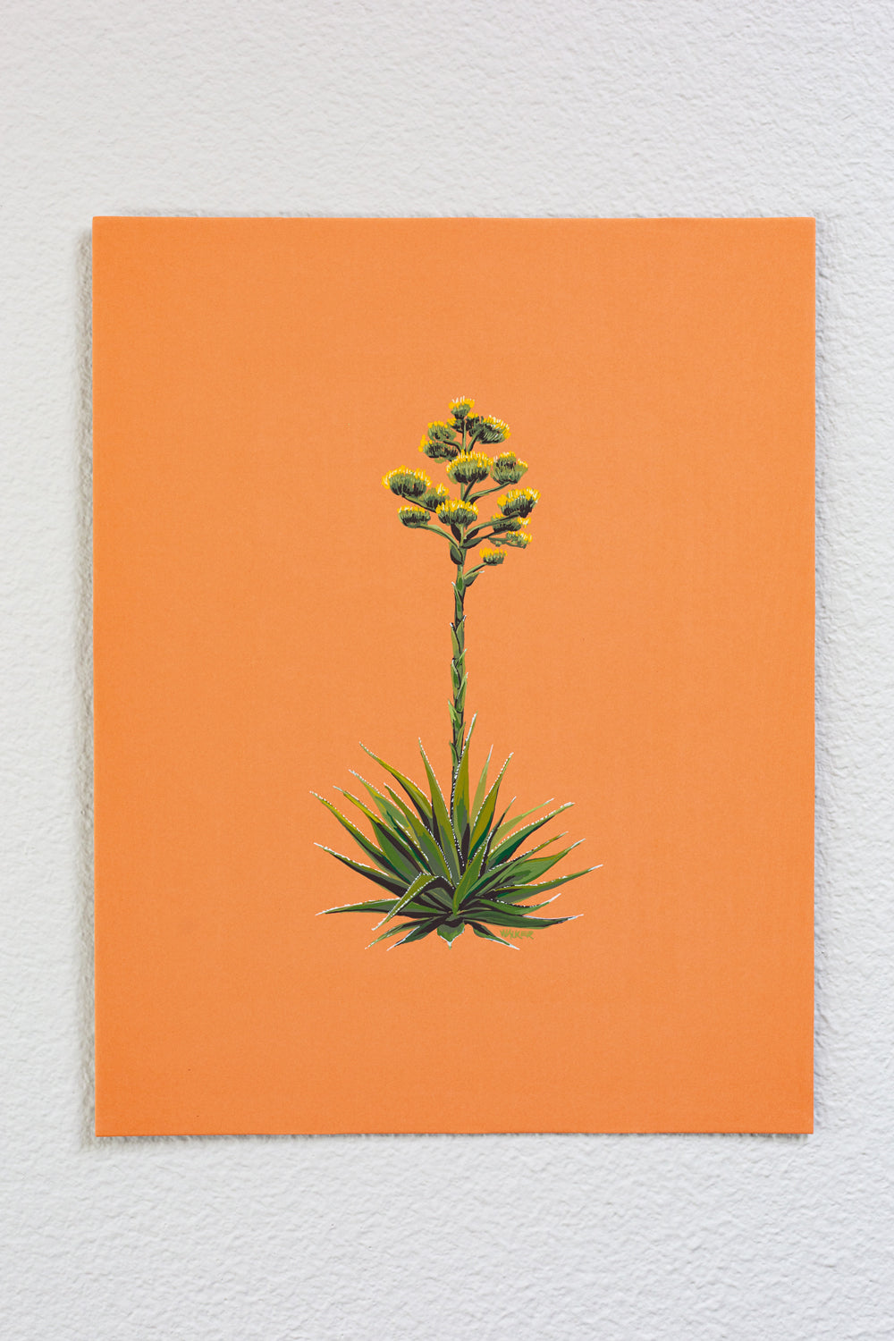"BLOOMING AGAVE"