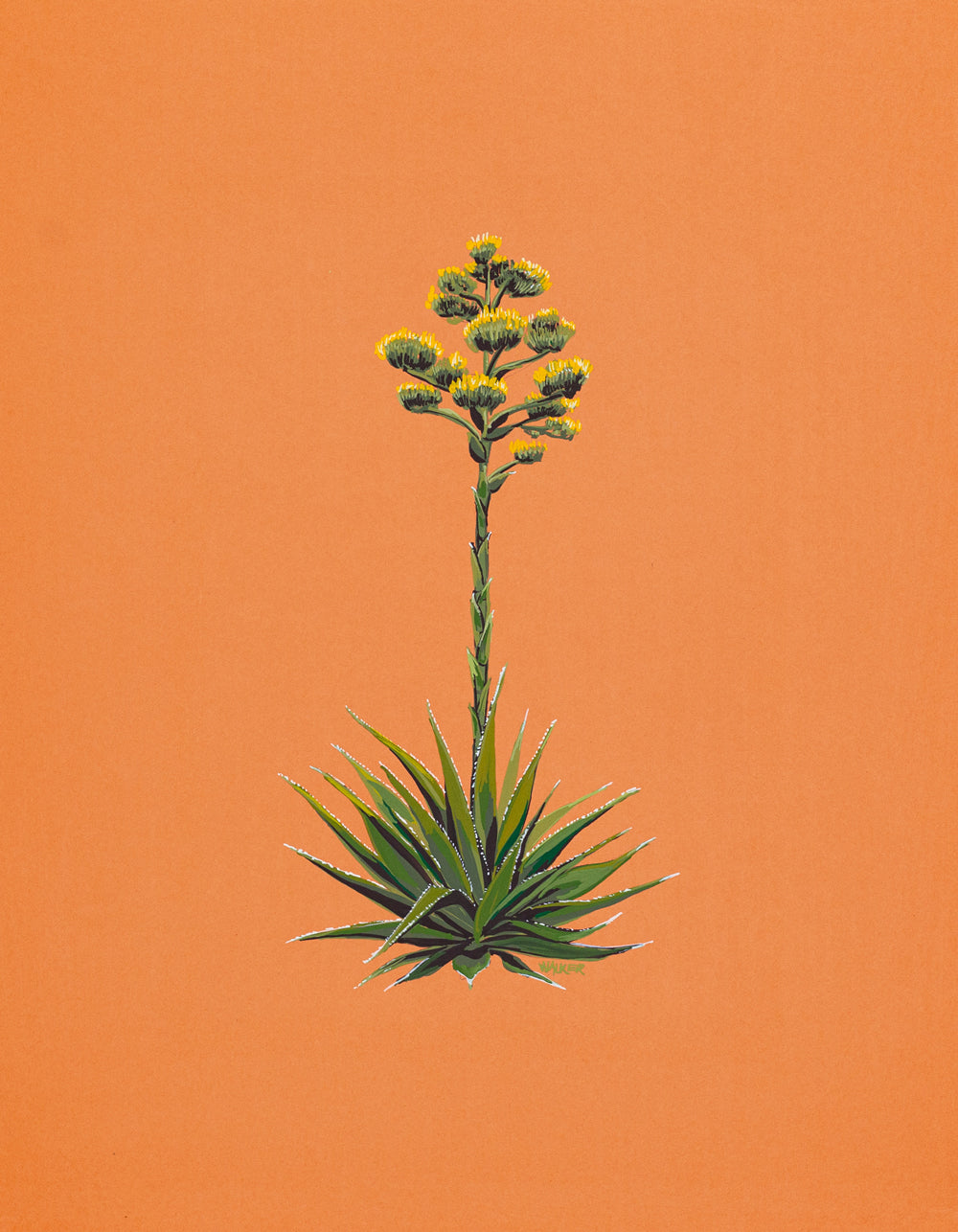 "BLOOMING AGAVE"