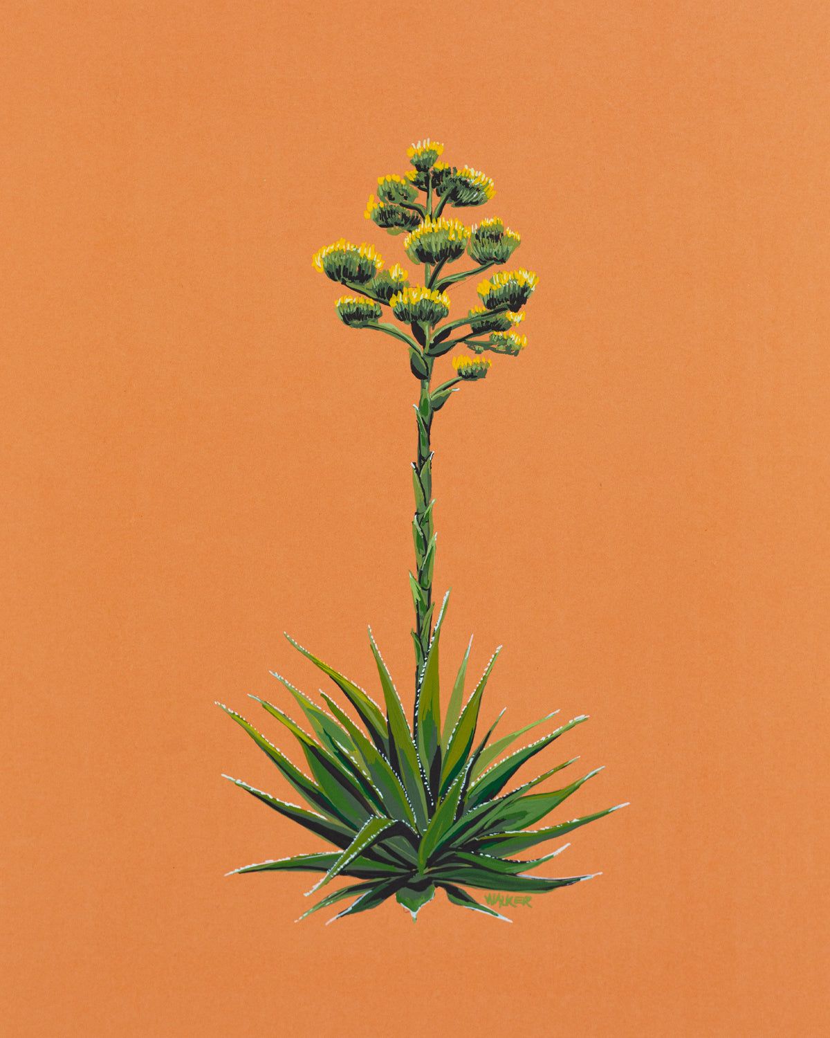"Blooming Agave" PRINT