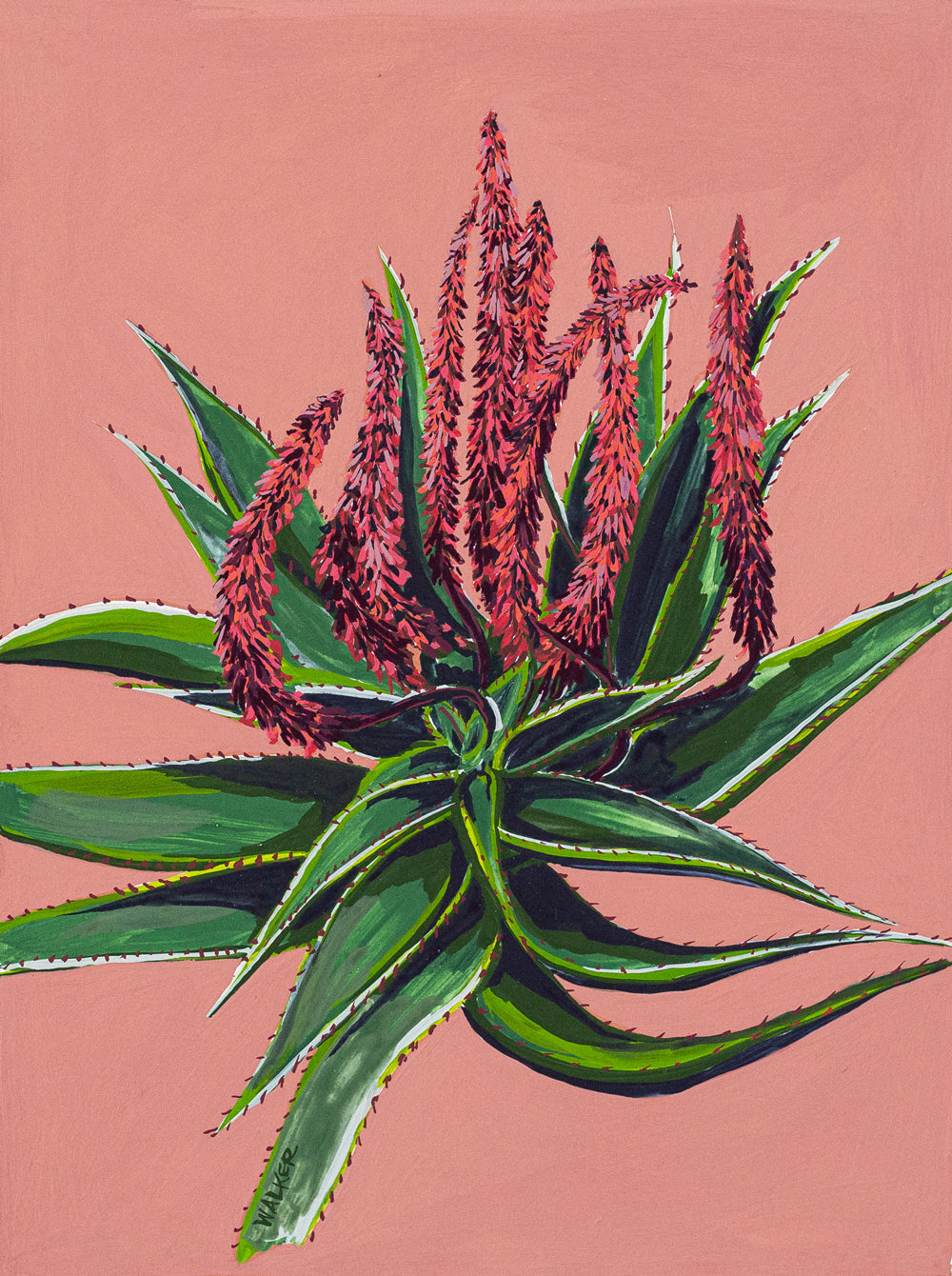 "Blooming Aloe Ferox" PRINT