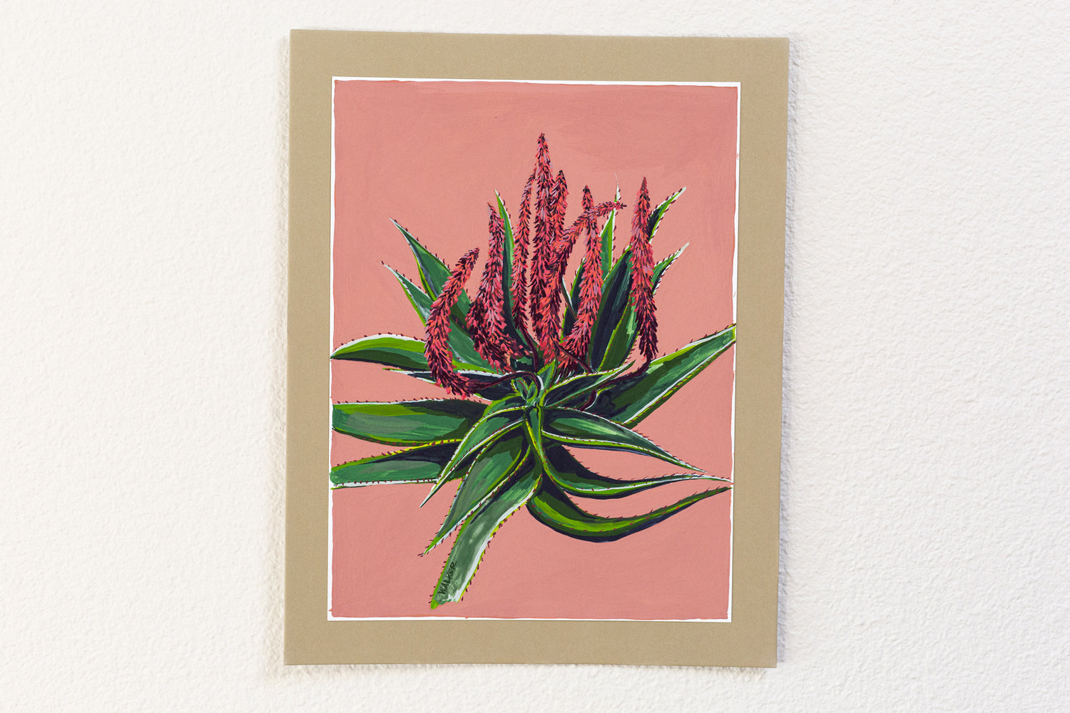 "BLOOMING ALOE FEROX"