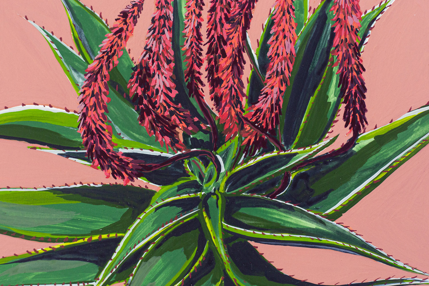 "BLOOMING ALOE FEROX"