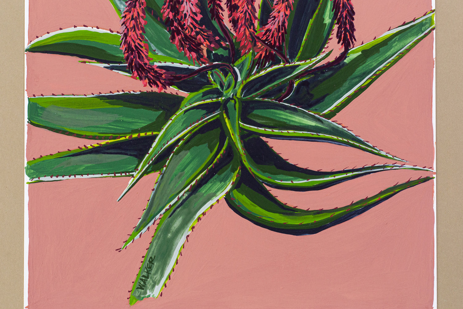 "BLOOMING ALOE FEROX"