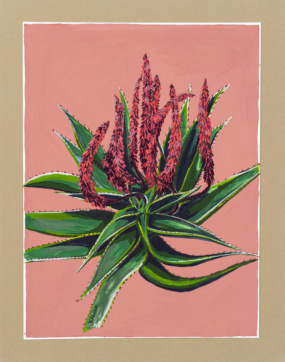 "BLOOMING ALOE FEROX"
