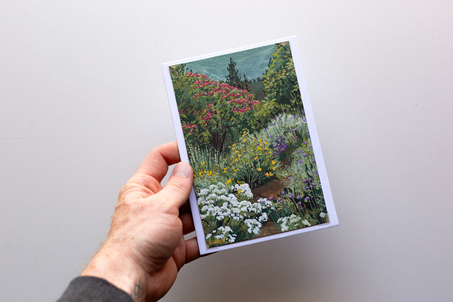 "BUTTERFLY OASIS" STUDY