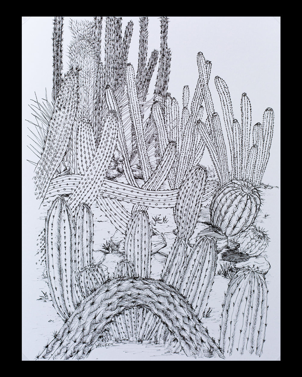 "Cactus Composition #3" ILLUSTRATION