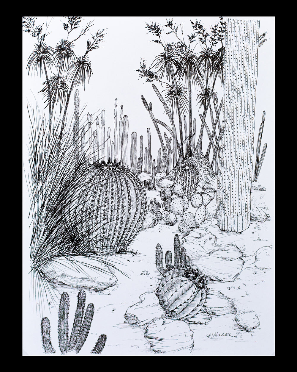 "Cactus Composition #4" ILLUSTRATION