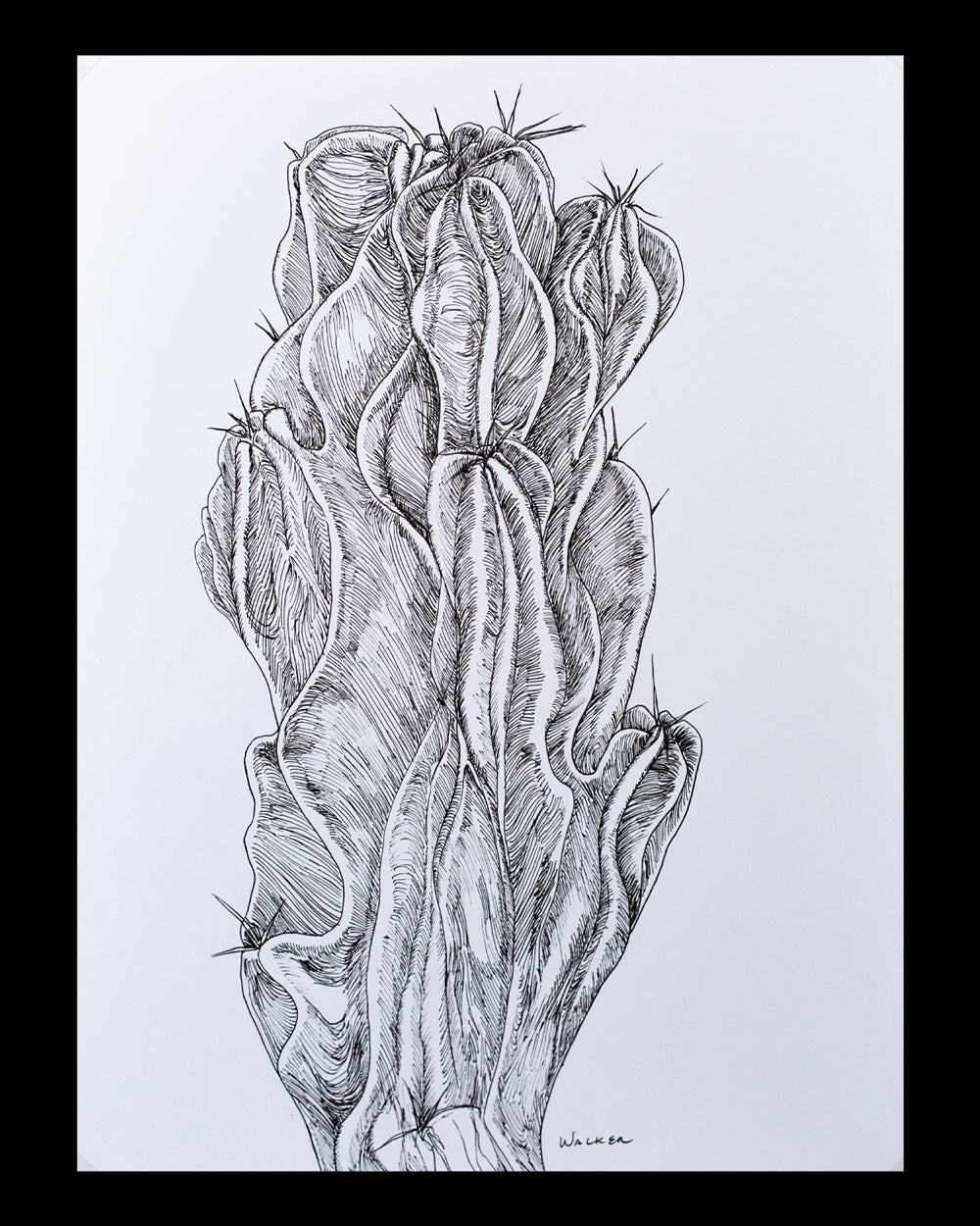 "Peruvian Apple Cactus" ILLUSTRATION