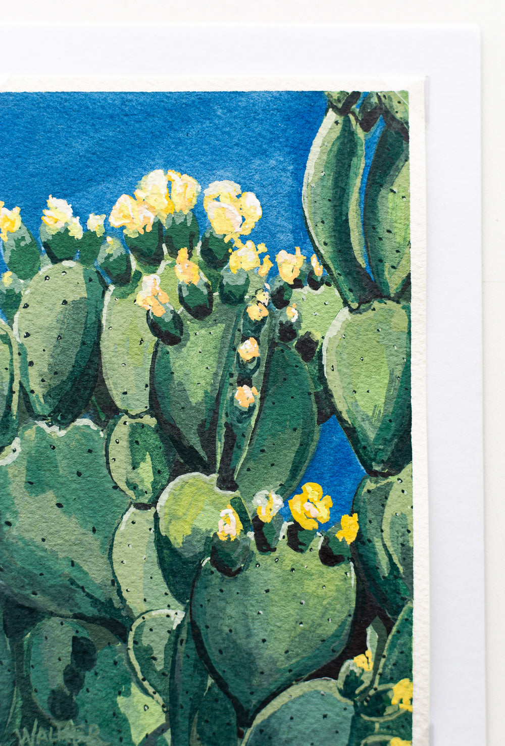 "CACTUS IN BLOOM" STUDY