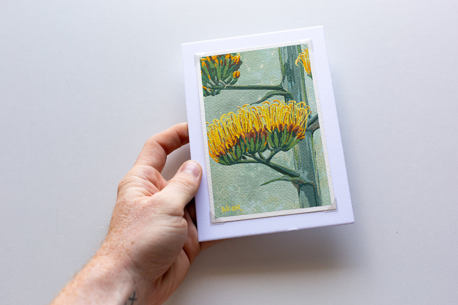 "CENTURY ALOE BLOOMS" STUDY