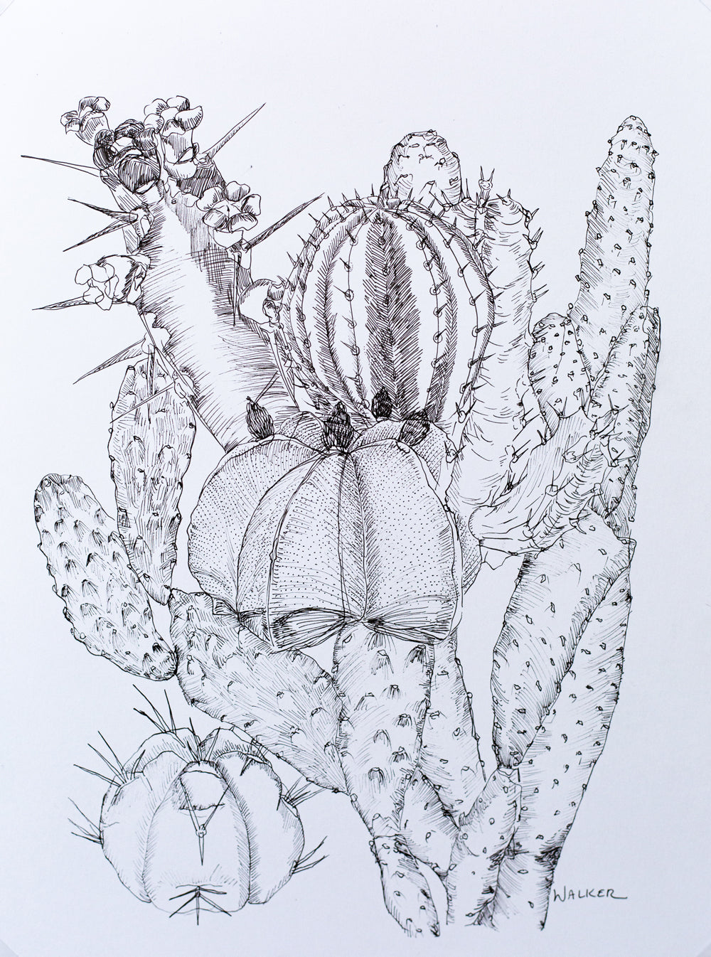 "Cactus Composition #2" PRINT