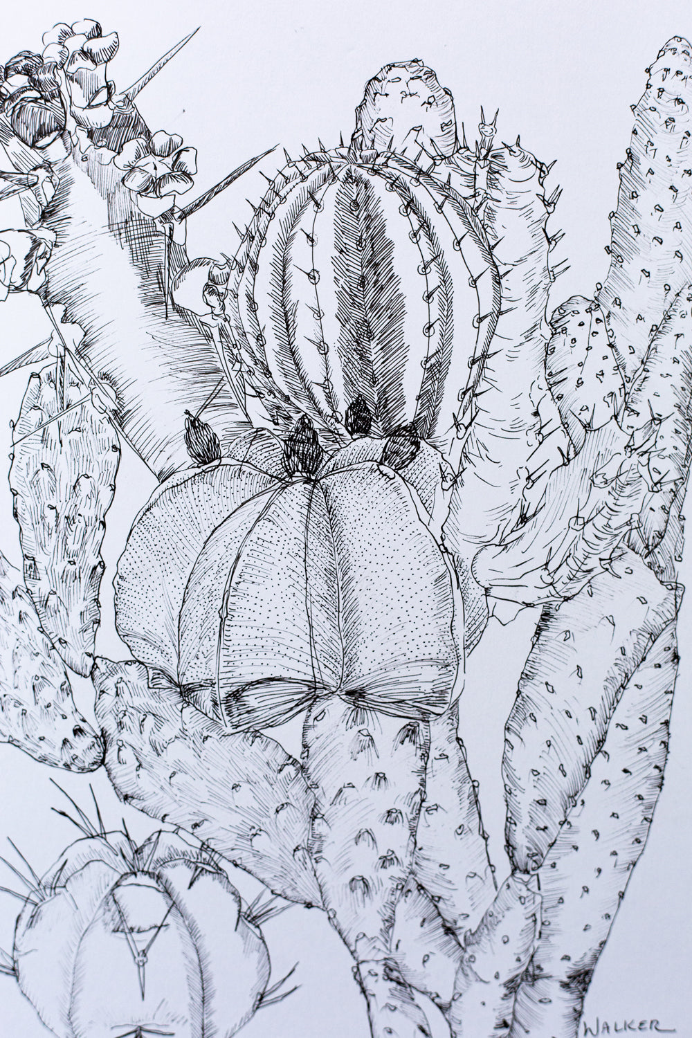 "Cactus Composition #2" ILLUSTRATION