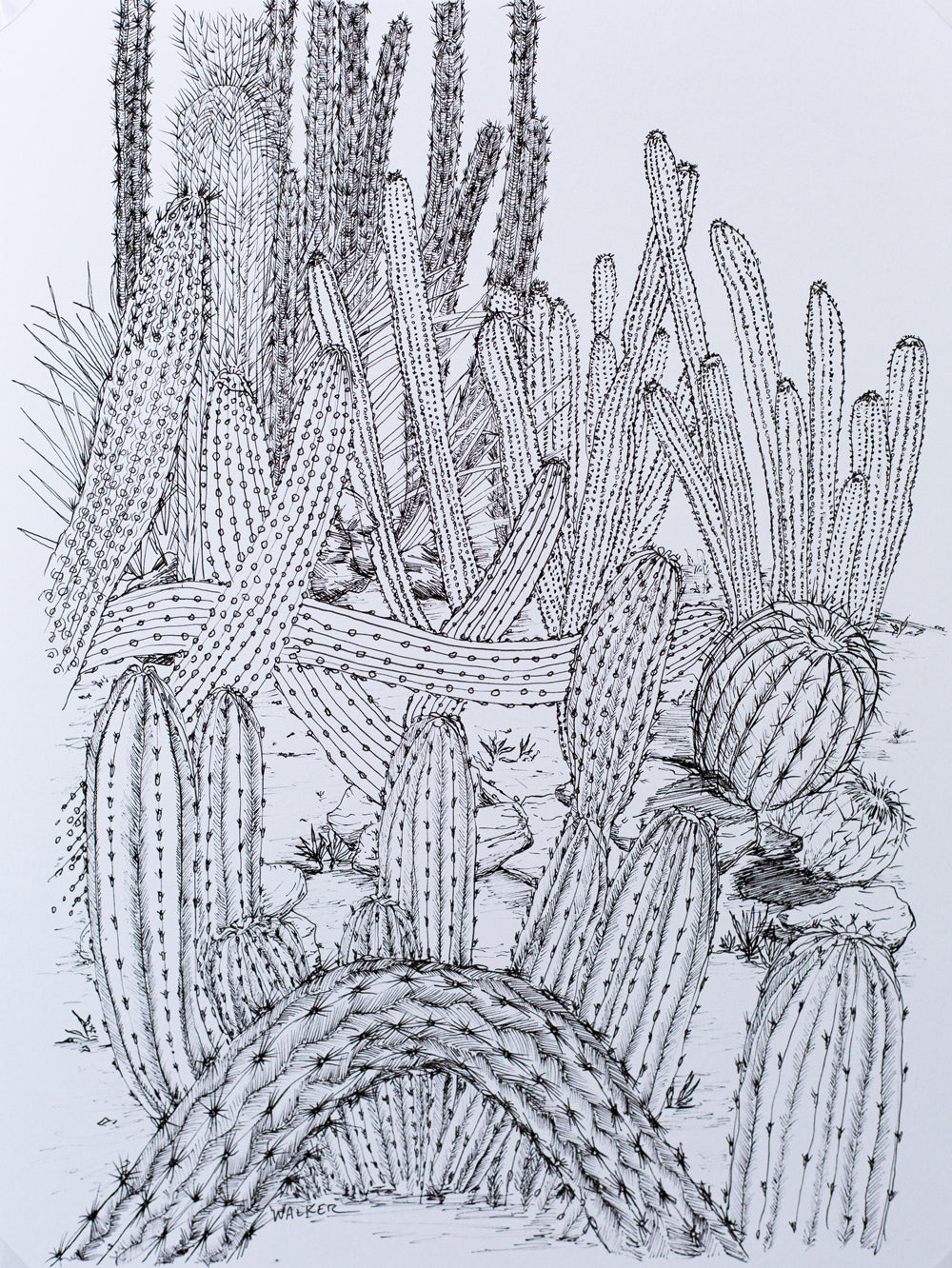 "Cactus Composition #3" ILLUSTRATION