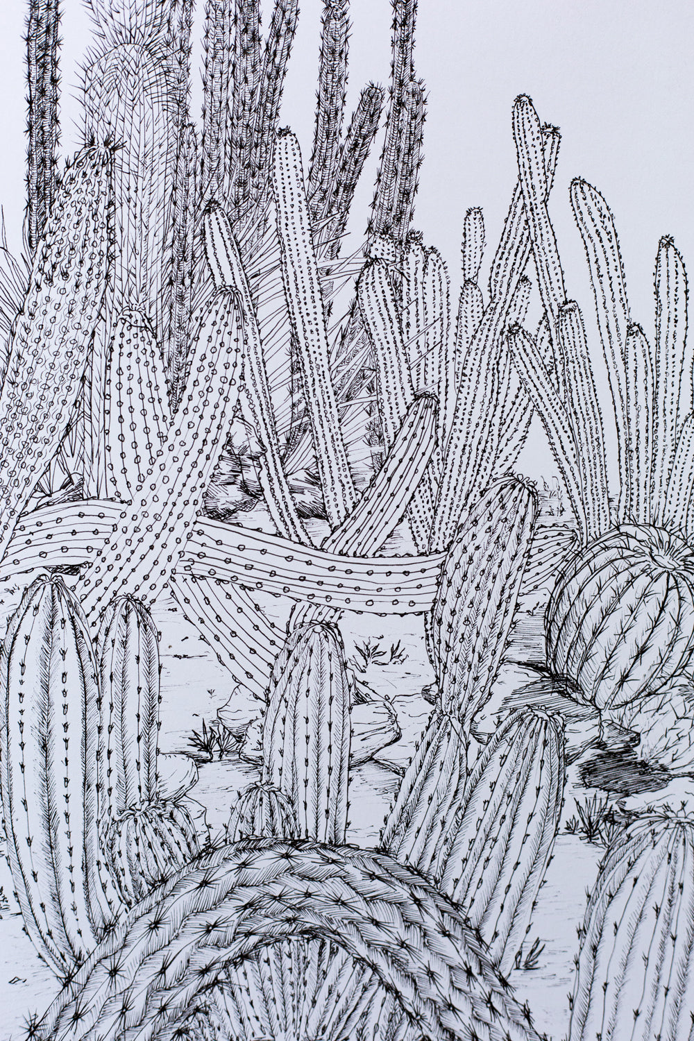 "Cactus Composition #3" ILLUSTRATION