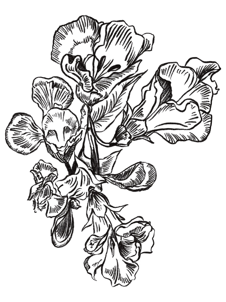 Escallonia "Apple Blossom" Hand Illustration