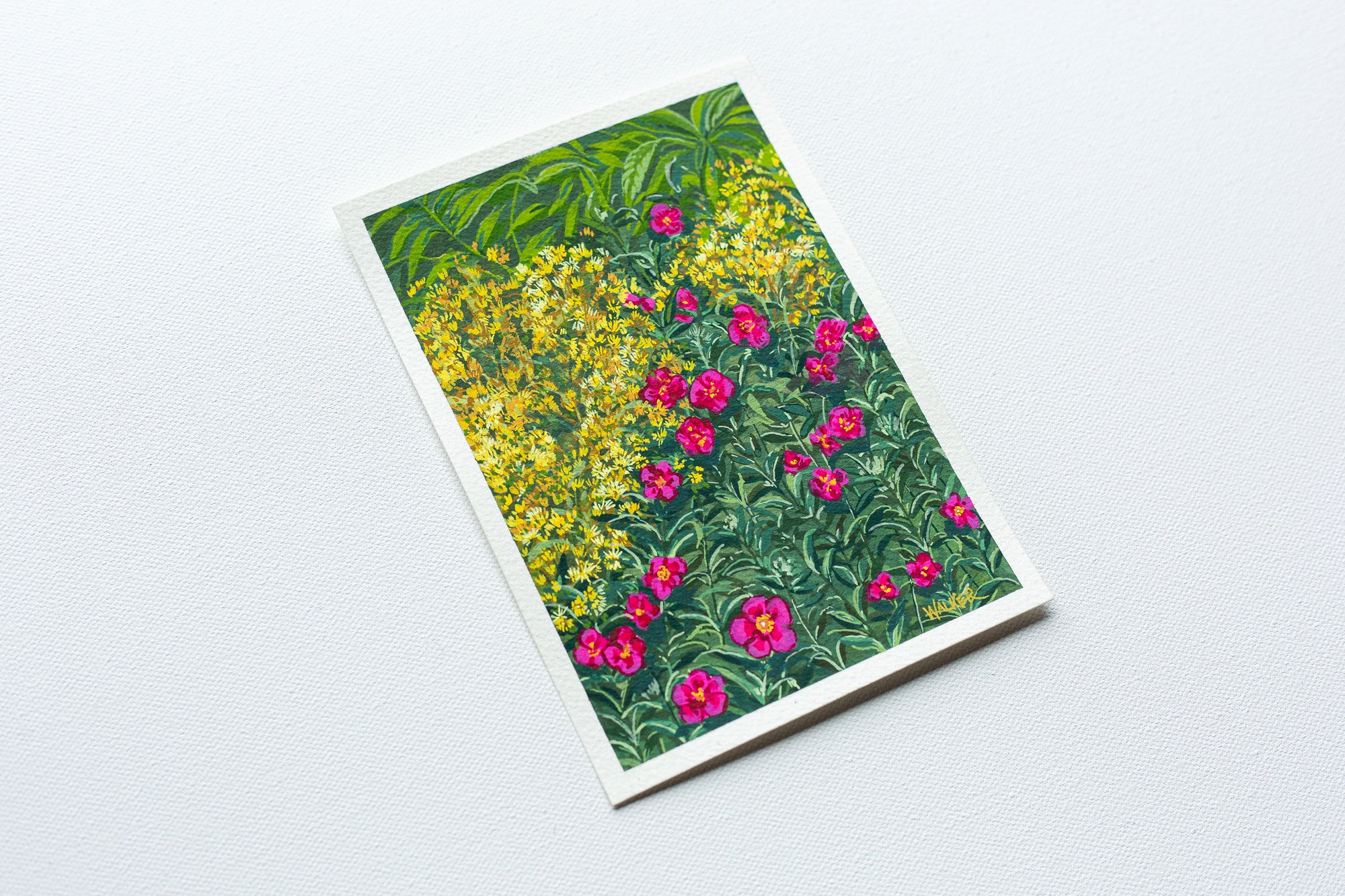 "FIRST BLOOMS" STUDY