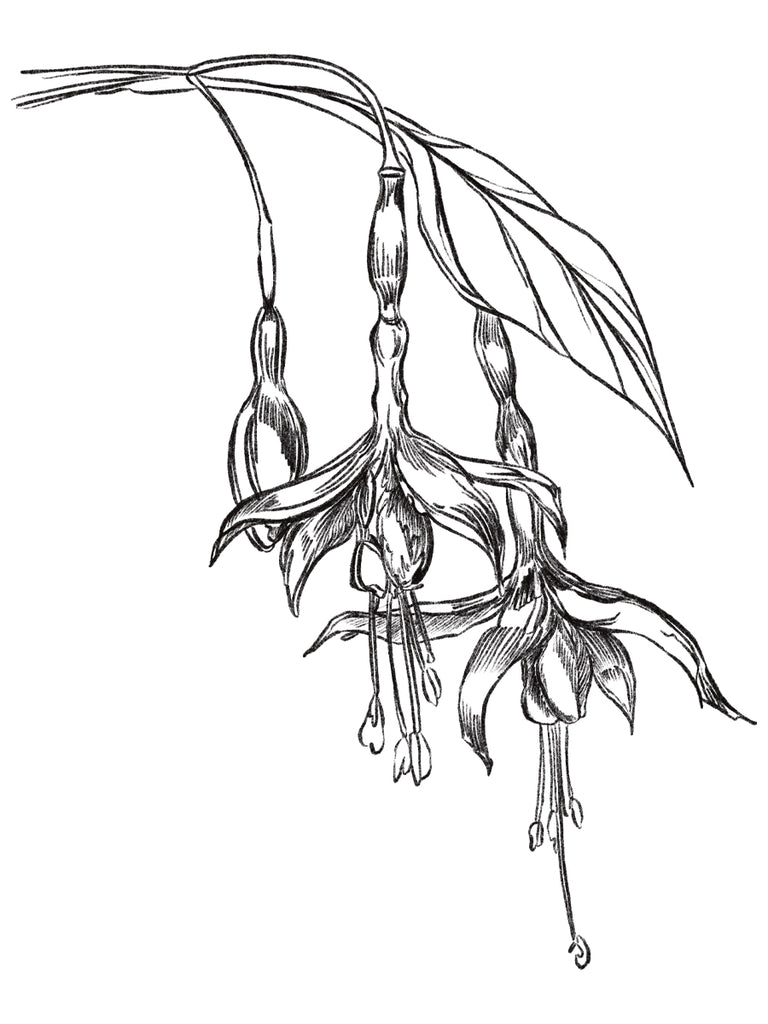 Fuchsia Magellanica "Hardy Fuchsia" Hand Illustration