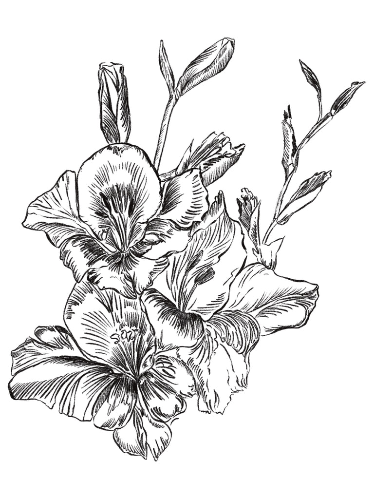 Gladiolus "Passos" Hand Illustration