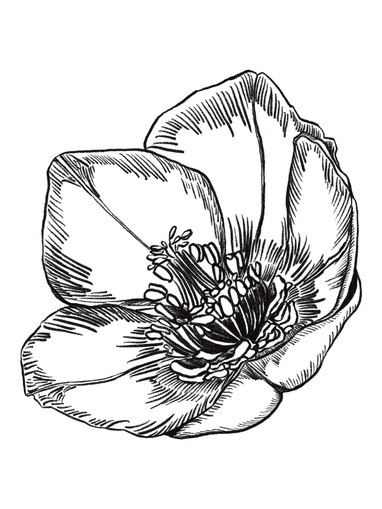 Helleborus Purpurascens Hand Illustration