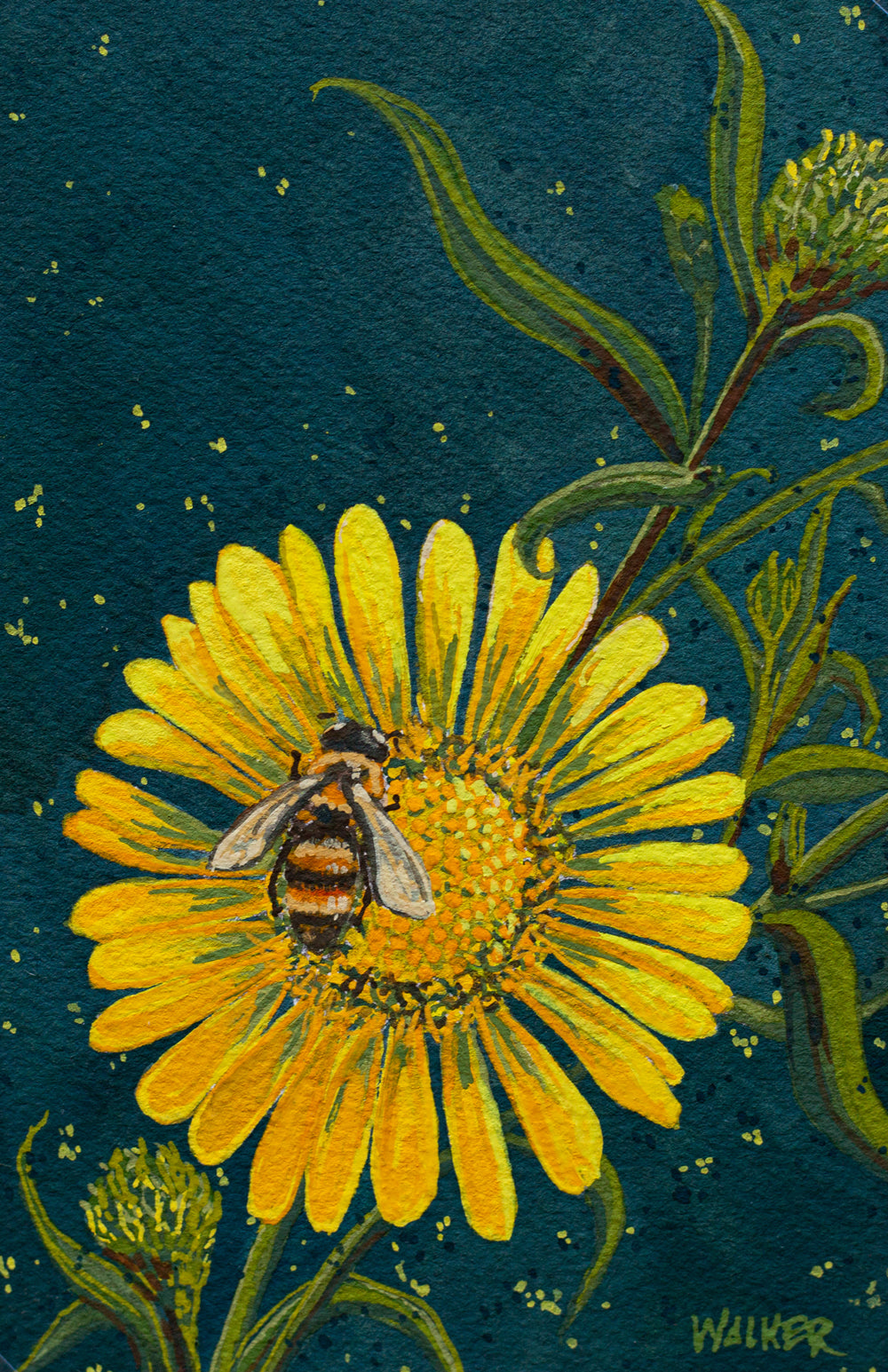 "HONEYBEE and DAISY" STUDY