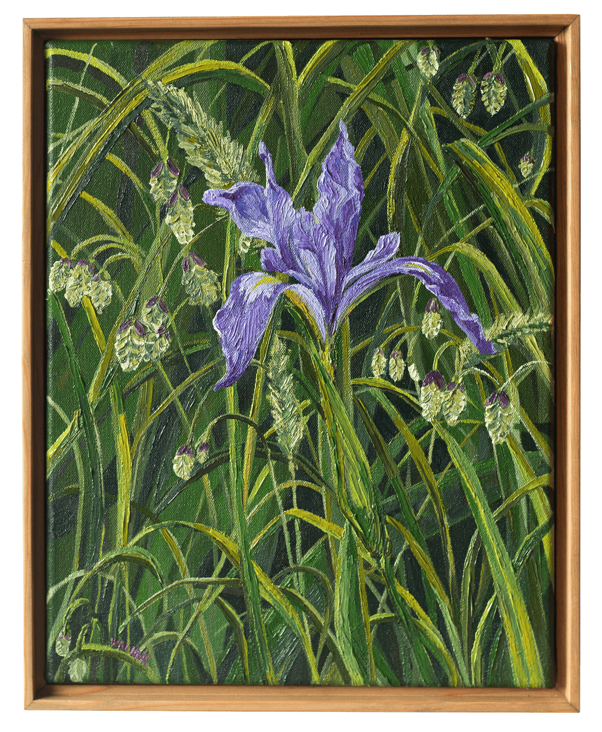"Lone Douglas Iris"