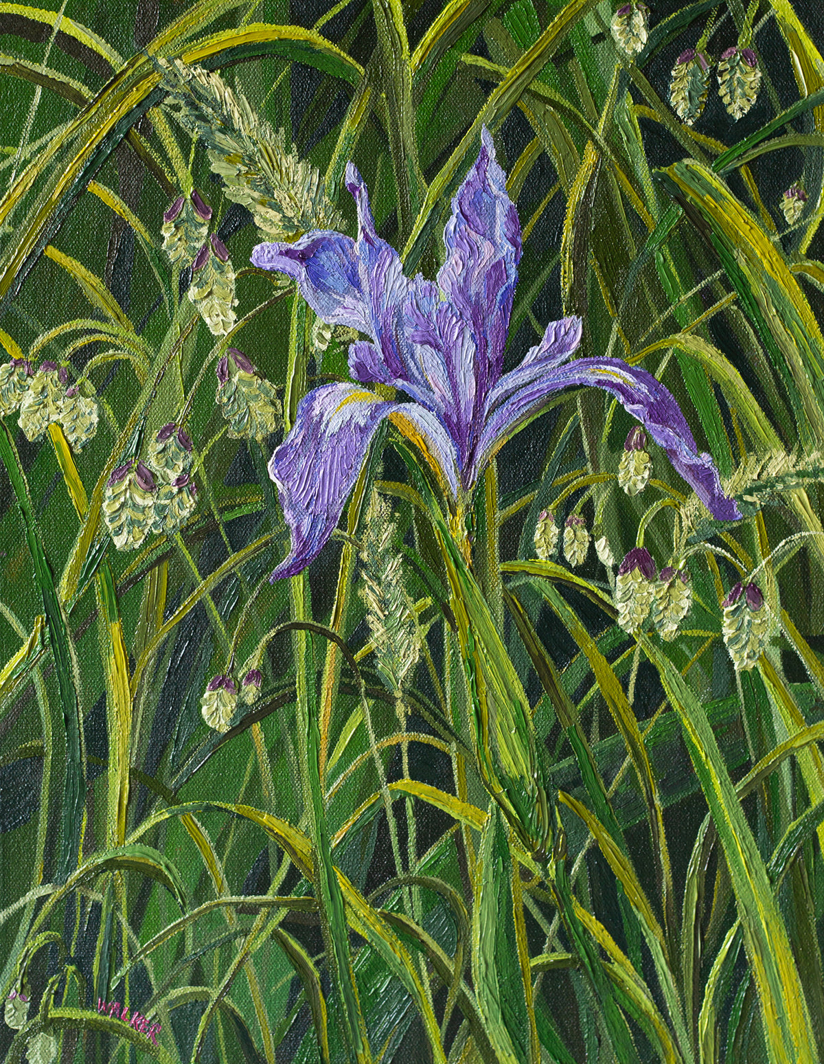 "Lone Douglas Iris"
