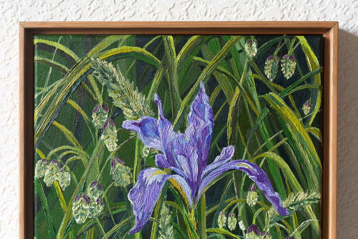"Lone Douglas Iris"