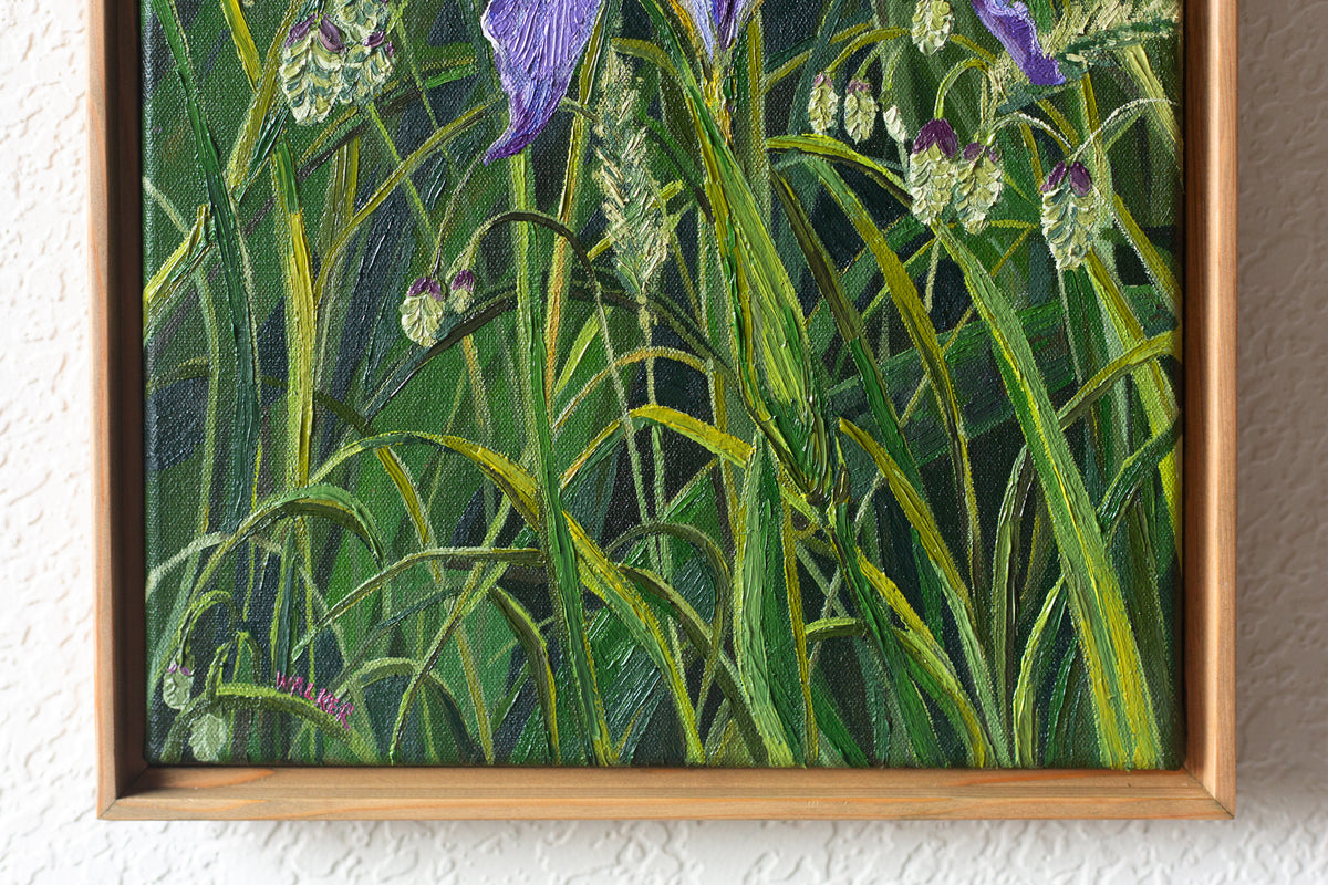 "Lone Douglas Iris"