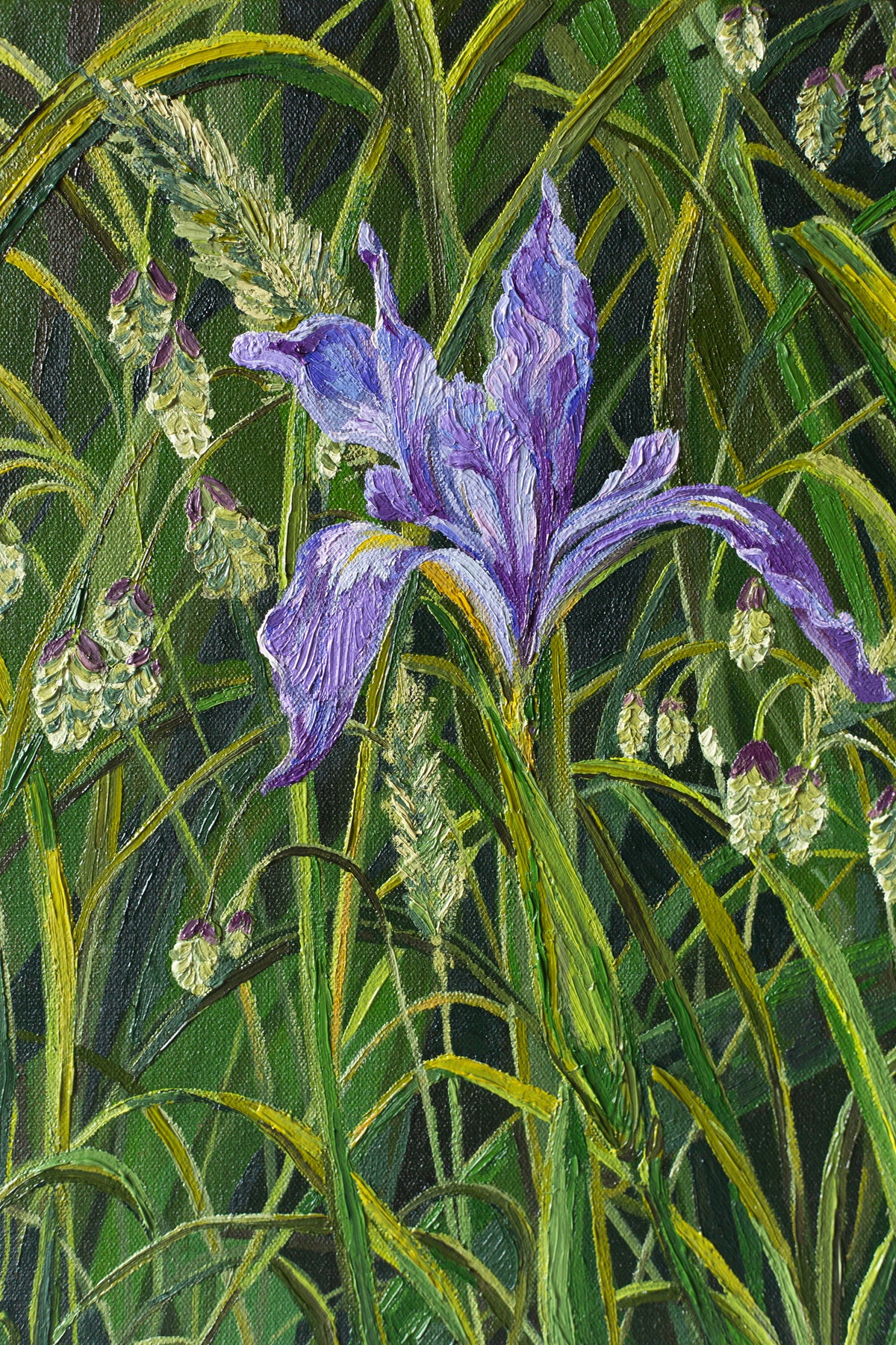 "Lone Douglas Iris"