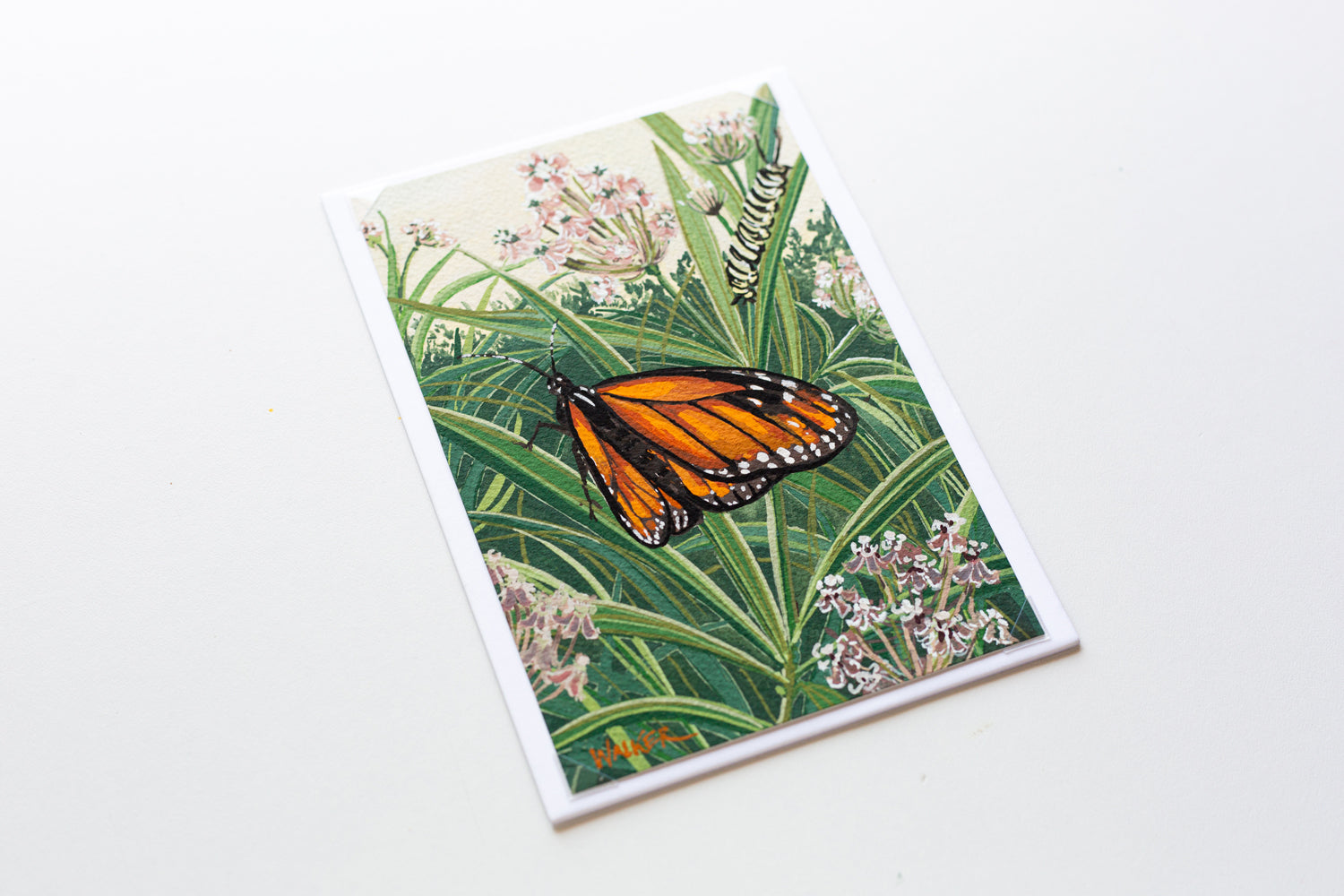 "MONARCH TRANSFORMATION" STUDY