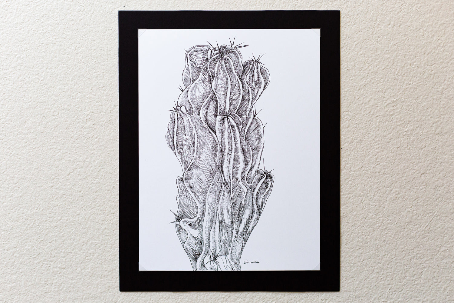 "Peruvian Apple Cactus" ILLUSTRATION