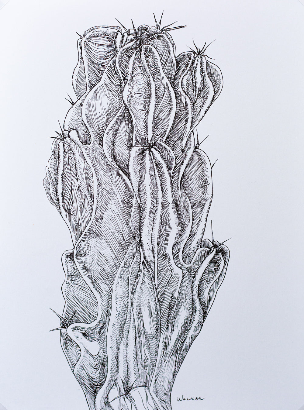 "Peruvian Apple Cactus" ILLUSTRATION