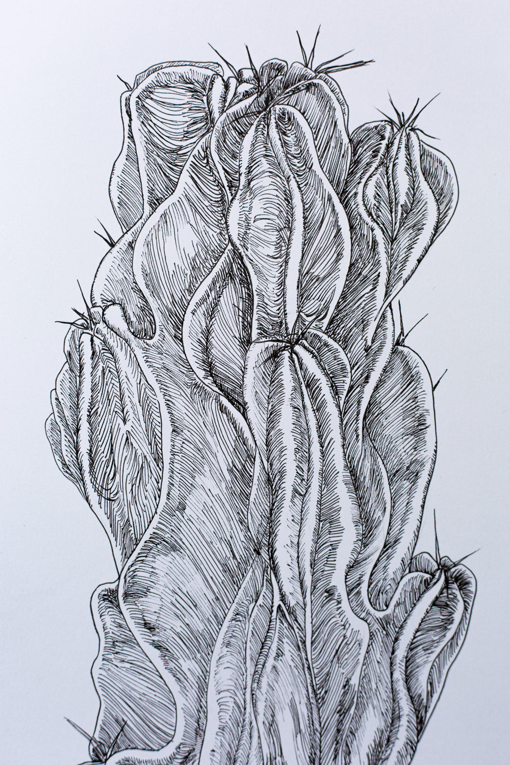 "Peruvian Apple Cactus" ILLUSTRATION