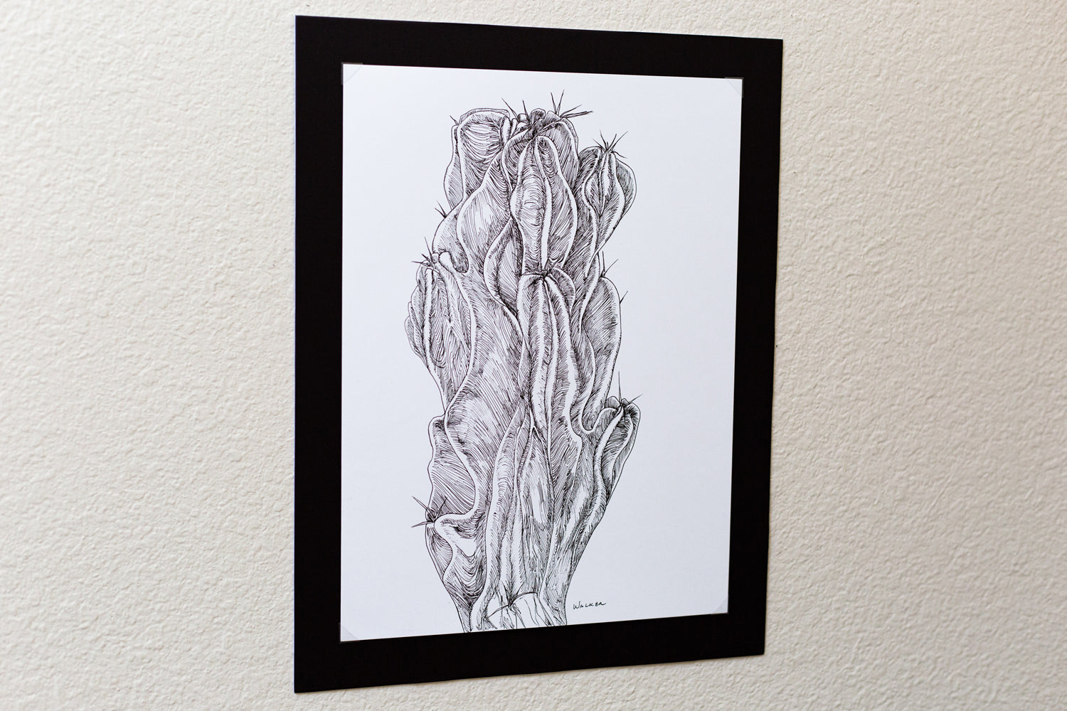 "Peruvian Apple Cactus" ILLUSTRATION