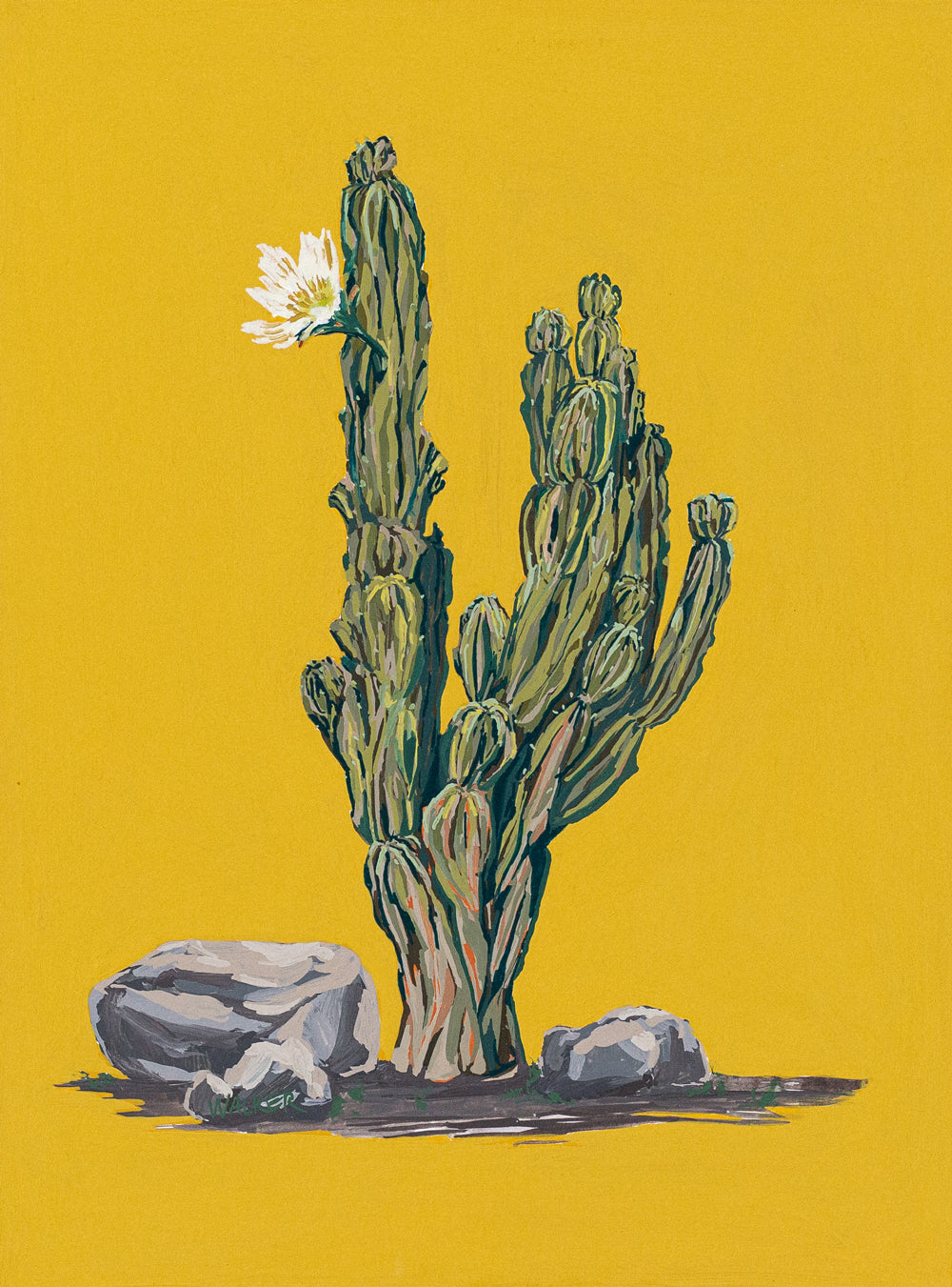 "PERUVIAN APPLE CACTUS"