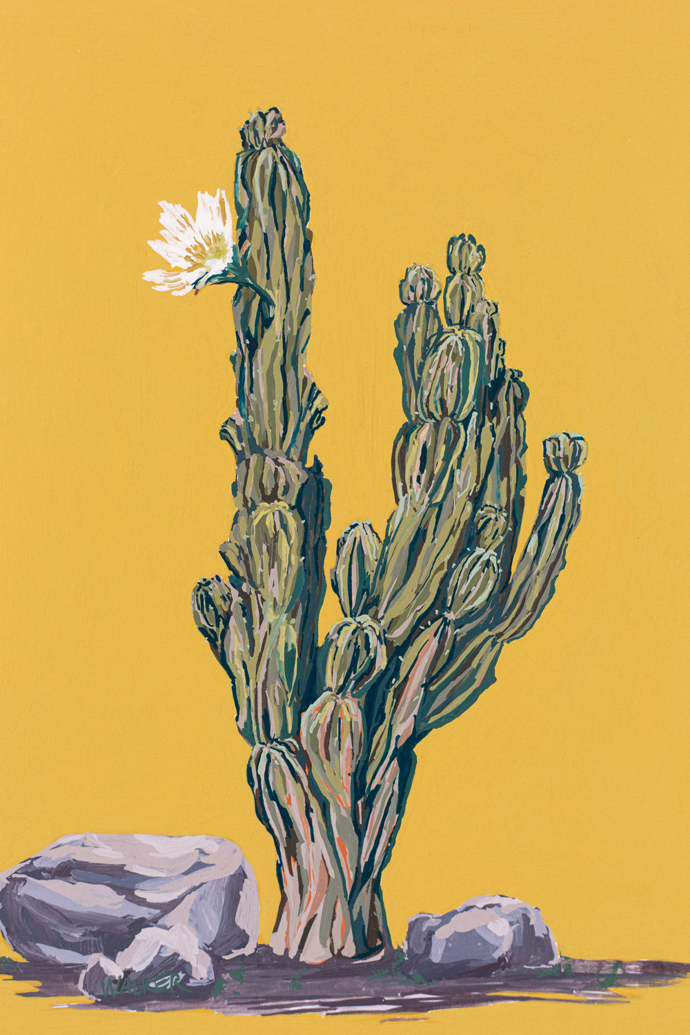 "PERUVIAN APPLE CACTUS"