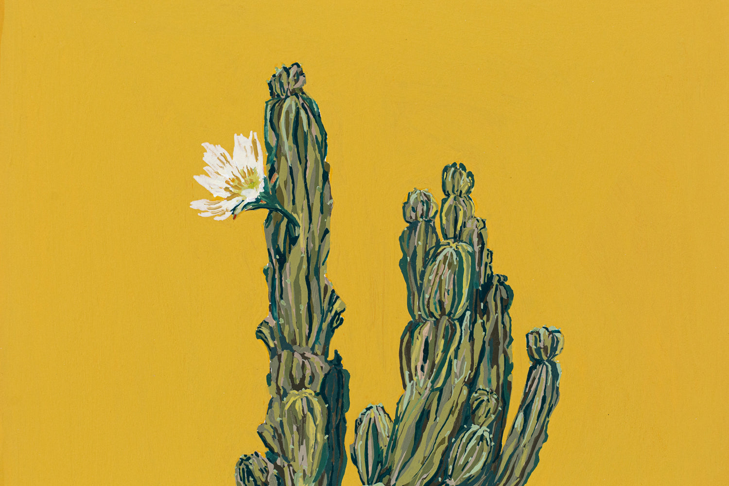 "PERUVIAN APPLE CACTUS"