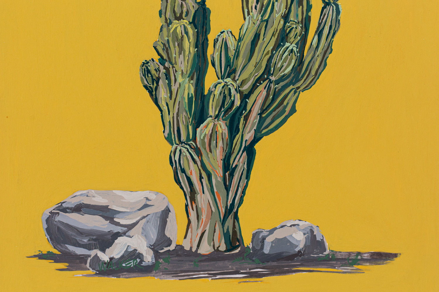 "PERUVIAN APPLE CACTUS"