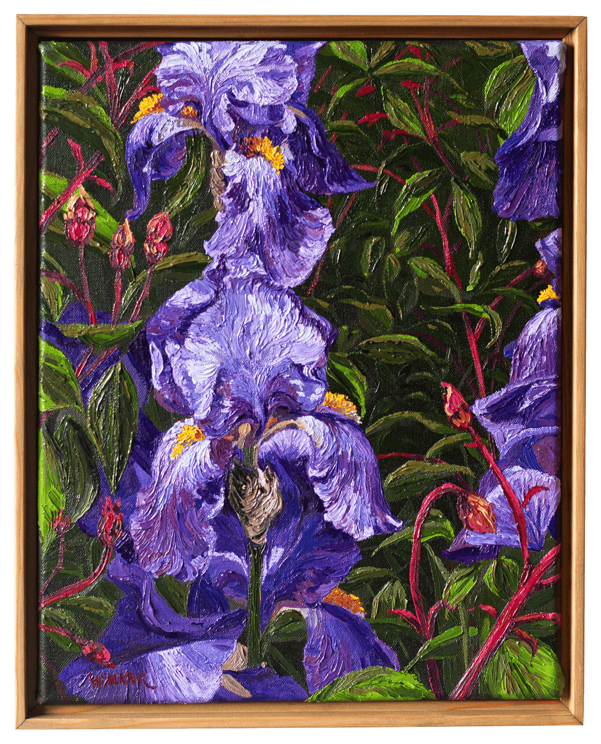 "Purple Bearded Iris"