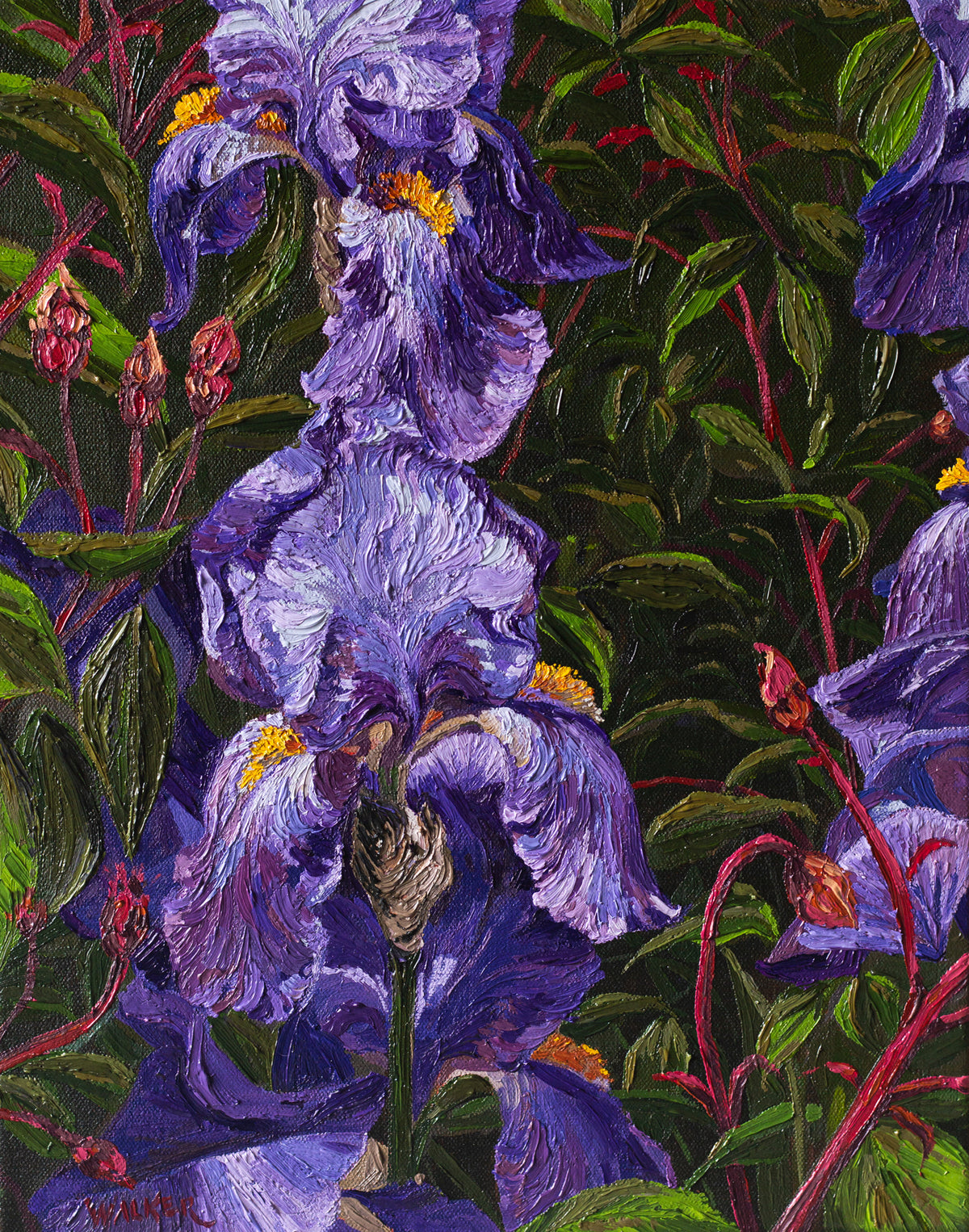 "Purple Bearded Iris"