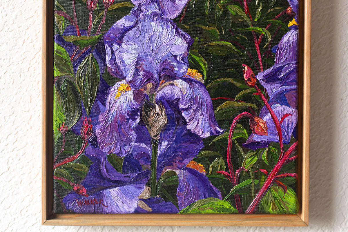 "Purple Bearded Iris"
