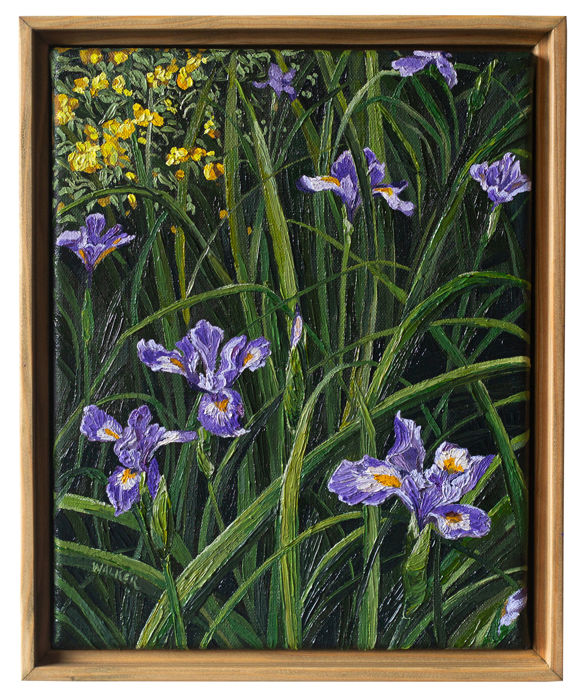 "Purple Douglas in Spring"