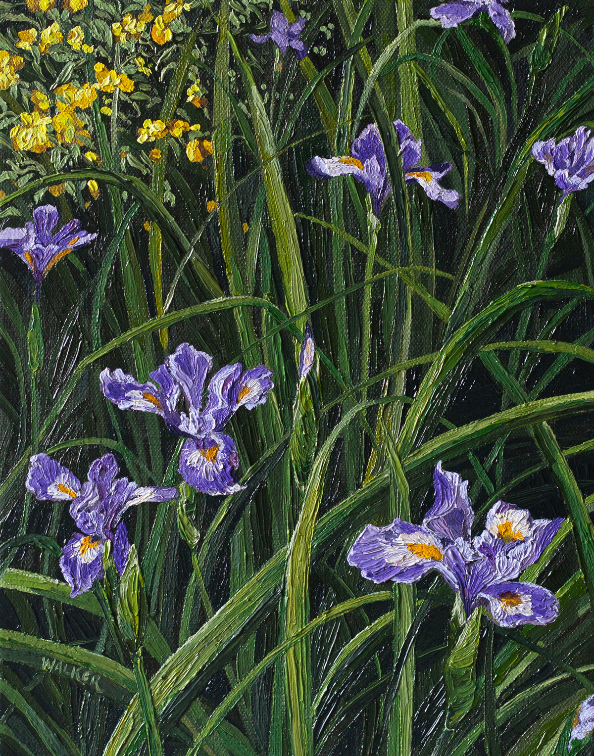 "Purple Douglas in Spring"