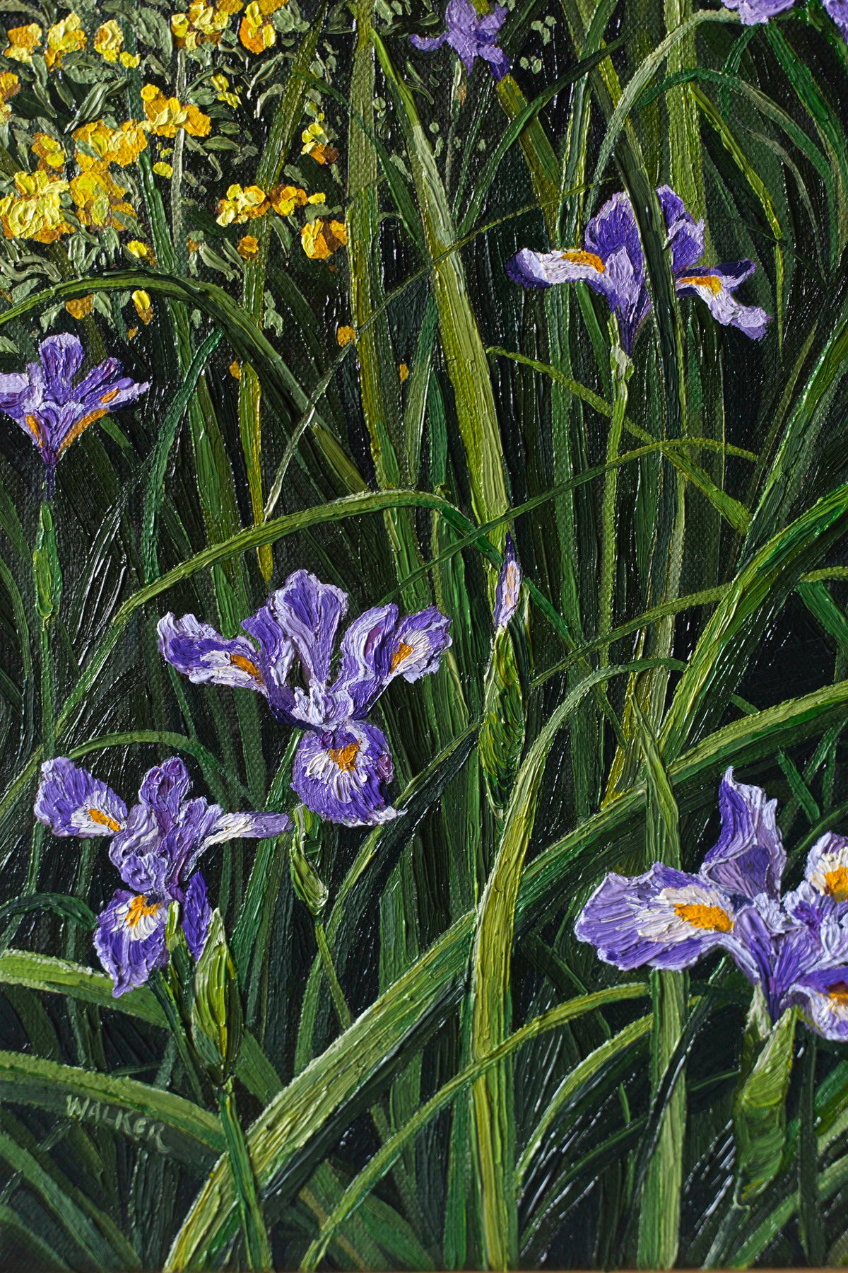 "Purple Douglas in Spring"